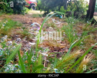 A lot of beautiful soap bubbles flying on green background, closeup. Big colorful soap bubbles in nature. Many bubbles soap on grass of garden. Stock Photo