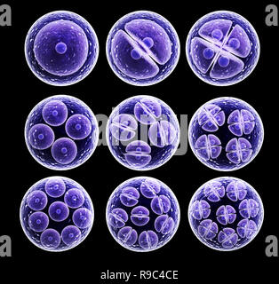Process division of cell. Isolated on black background. 3d render Stock Photo
