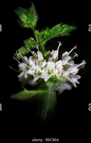 White mint flowers and leaves on a black background, soft focus, close-up Stock Photo