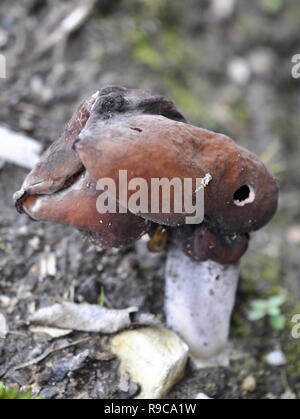 The elfin saddle mushroom Gyromitra infula in its natural environment Stock Photo