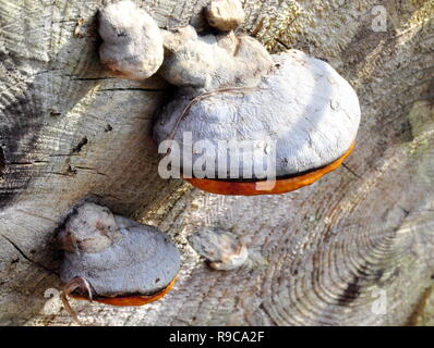 Red-belt conk Fomitopsis pinicola growing on a trunk Stock Photo