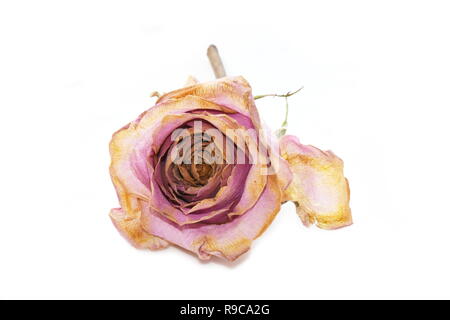 Dried faded withered pink rose on white background Stock Photo