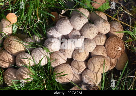 Big group of Common puffball mushroom Lycoperdon perlatum growing on forest floor Stock Photo