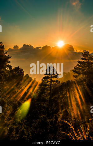 Sunset forest with sunrays through treetops in Cyprus dramatic HDR shot. Stock Photo