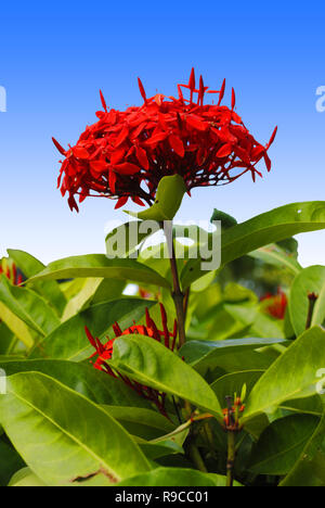 Dwarf Red Ixora flowers Latin name Ixora taiwanensis Stock Photo