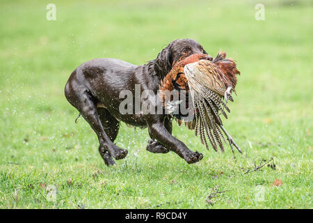 cocker spaniel retrievingshot  pheasant Stock Photo
