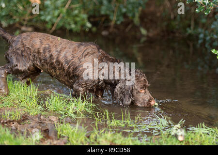 cocker spaniel getting a drink from stream Stock Photo