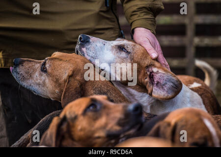 man with foxhounds Stock Photo