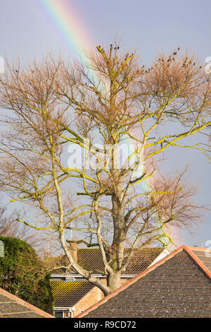 A colourful rainbow behind a large tree in dark sky and clouds, in Winter in the UK. Stock Photo
