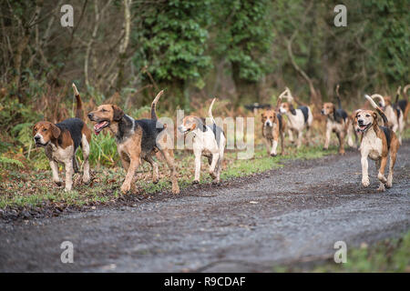 pack of foxhounds running Stock Photo