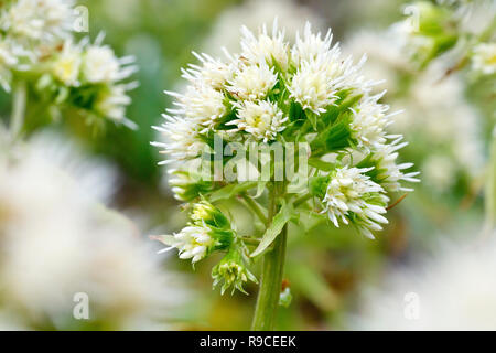White Butterbur (petasites alba), a close up of a single flower head out of many.