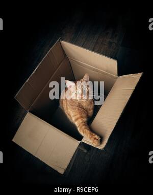 Cute ginger cat in a cardboard box looking curious to the camera. High angle view with copy space. Stock Photo