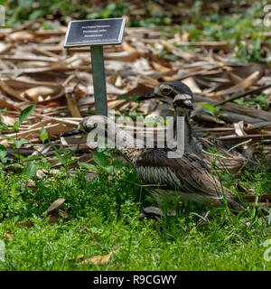 Bush Stone Curlew & Chicks - At Anderson Park Botanical Gardens, Townsville Stock Photo