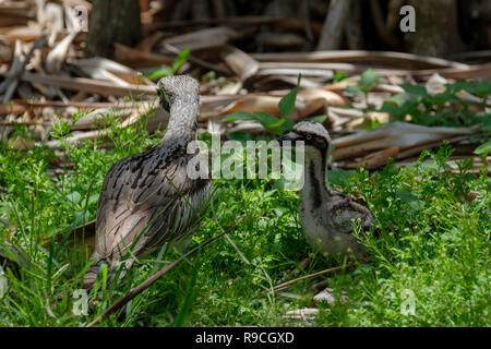 Bush Stone Curlew & Chicks - At Anderson Park Botanical Gardens, Townsville Stock Photo