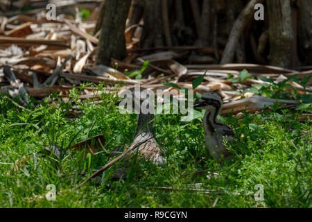 Bush Stone Curlew & Chicks - At Anderson Park Botanical Gardens, Townsville Stock Photo