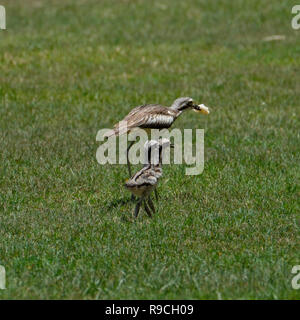 Bush Stone Curlew & Chicks - At Anderson Park Botanical Gardens, Townsville Stock Photo