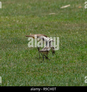 Bush Stone Curlew & Chicks - At Anderson Park Botanical Gardens, Townsville Stock Photo