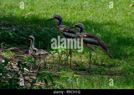 Bush Stone Curlew & Chicks - At Anderson Park Botanical Gardens, Townsville Stock Photo