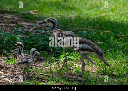 Bush Stone Curlew & Chicks - At Anderson Park Botanical Gardens, Townsville Stock Photo