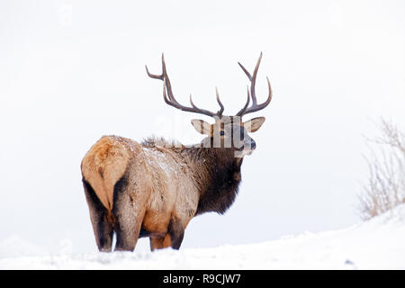 43,109.08616 close up handsome majestic inquisitive bull elk broadside right rear with 5x5 antlers looking back at you, almost total white snow scene Stock Photo