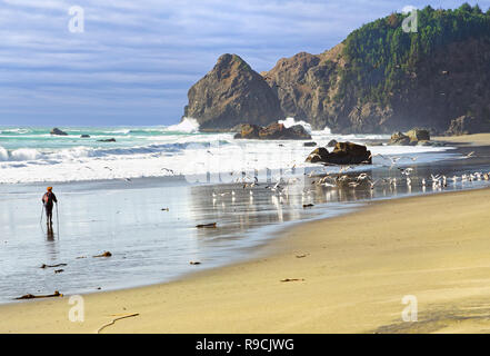 43,380.03195 Woman person hiking Whaleshead Beach enjoying the choppy waves surf, & flying birds seagulls near the rock islands and tall shore cliffs Stock Photo