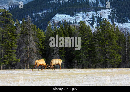 40,513.00604 AZ 2 distant elk bulls fighting meadow Mt SC Stock Photo