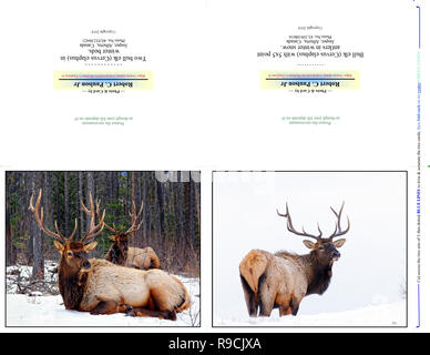 40,932.06421 & 43,109.08616 Photography Photo Note Cards (print cut fold for two 5x4 cards) 2 bull elk bedded in snow; 1 bull elk standing in snow Stock Photo