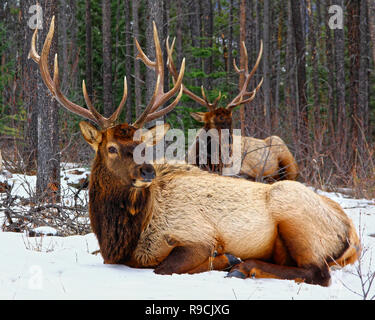 40,932.06421 two big royal looking handsome stately majestic Elk bulls with thick antlers (6 points each) bedded in quiet snowy winter conifer forest Stock Photo