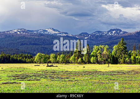 42,894.03585 flat wide lush green Logan’s Valley prairie, beautiful sunshine, mixed trees on edge & snowy mountains in background, central Oregon, USA Stock Photo