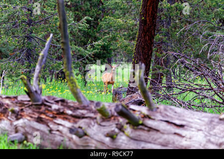 42,895.03637 Mule deer doe (Odocoileus hemionus, Cervidae) in distance seen over fallen log in conifer forest meadow, looking at you SC, Oregon USA Stock Photo