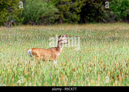 42,896.03715 alert Mule deer doe (Odocoileus hemionus) standing broadside looking right in beautiful spring tall grass prairie meadow, Oregon USA Stock Photo