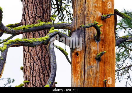 42,896.03811 two 2 old large two foot diameter Ponderosa pine tree trunks, one dead & one alive, with branches Stock Photo