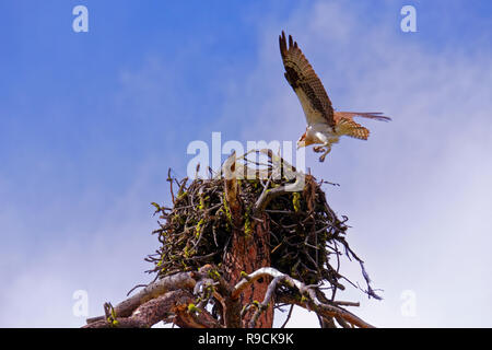 42,896.03817 adult Osprey (Pandion haliaetus) parent flying landing at 4 ft diameter nest of wooden sticks, fish for young babies nestlings hatchlings Stock Photo