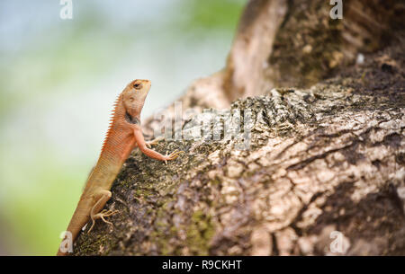 Garden lizard on tree / common brown lizard asia reptile wildlife on natute (Oriental garden lizard) - Lizard red neck Stock Photo