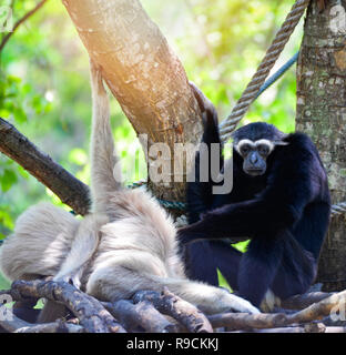 gibbon on tree / hoolock gibbon white and black handed gibbon forest in the national park (Hylobates lar) selective focus Stock Photo