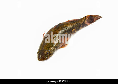 river goby fish isolated / fresh goby fish freshwater isolated on white background Stock Photo