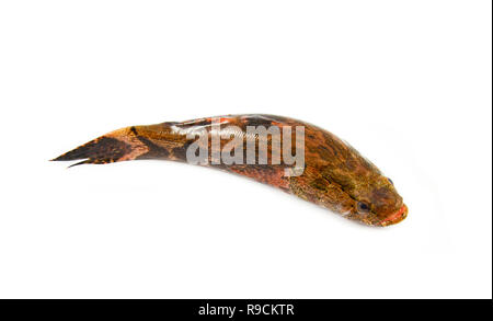 river goby fish isolated / fresh goby fish freshwater isolated on white background Stock Photo