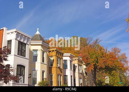 Renovated historic townhouses surrounded by deciduous trees in autumn colors, Washington DC, USA. Suburban neighborhood on a sunny morning in fall. Stock Photo