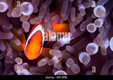 Tomato anemonefish  Amphiprion frenatus with Bulb-tentacle sea anemone Entacmaea quadricolor  @ Okinawa, Japan Stock Photo