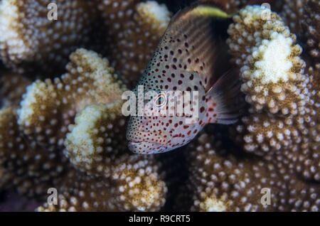 Freckled hawkfish aka  black-sided hawkfish  Paracirrhites forsteri @ Okinawa, Japan Stock Photo