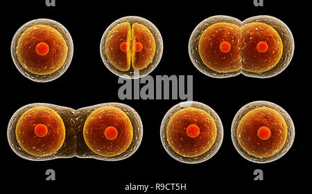 Process division of cell. Isolated on black background Stock Photo