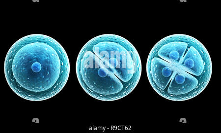 Process division of cell. Isolated on black background Stock Photo