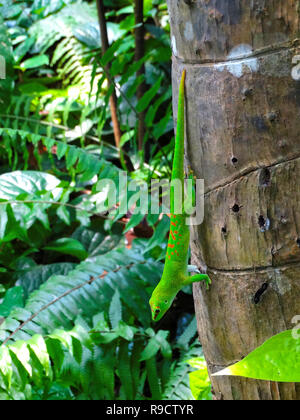 Bright green day gecko sitting on a trunk. Stock Photo