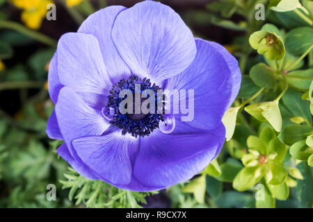 Close-up of a purple anemone coronaria Stock Photo