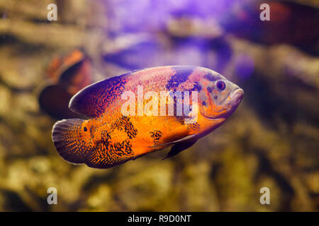 Oscar fish Astronotus ocellatus swimming underwater in fresh aquarium. Stock Photo