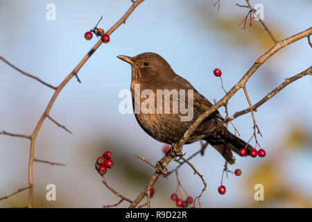 Blackbird; Turdus merula Single Female on Hawthorn Cornwall; UK Stock Photo