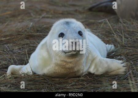 Day old grey seal pup (Halichoerus grypus) Stock Photo