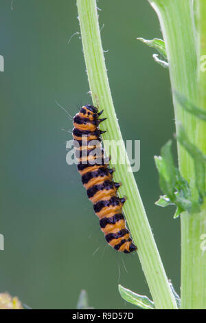 Cinnabar Moth Larva; Tyria jacobaeae Cornwall; UK Stock Photo