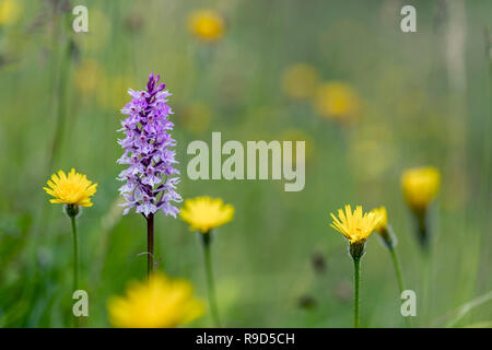 Common Spotted Orchid; Dactylorhiza fuchsii Flowering Norfolk; UK Stock Photo