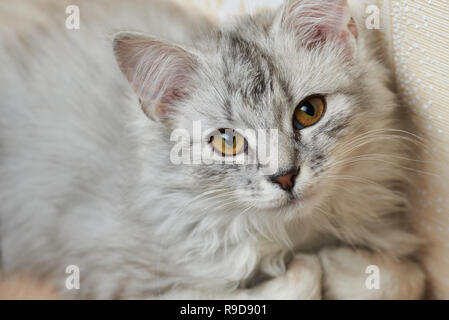 Grey fluffy cat laying on sofa close-up. Lazy kitty concept Stock Photo